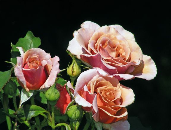 Koko Loco photo kl2013_06200036_zps7ad37ec1.jpg